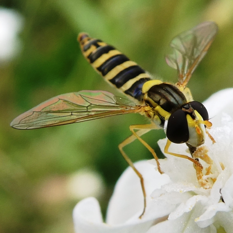 Schwebfliege auf Blüte