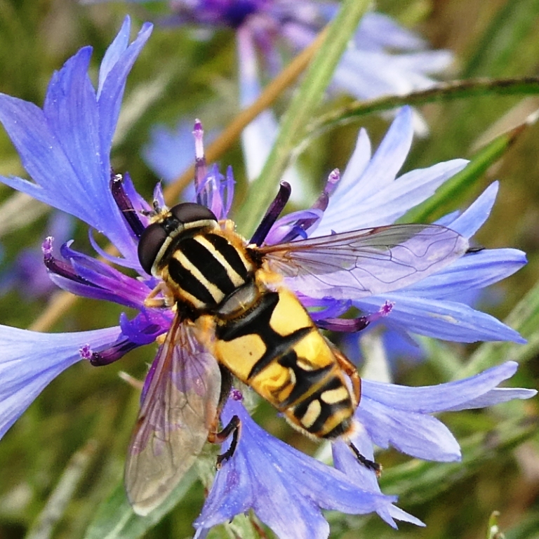 Schwebfliege auf Kornblume