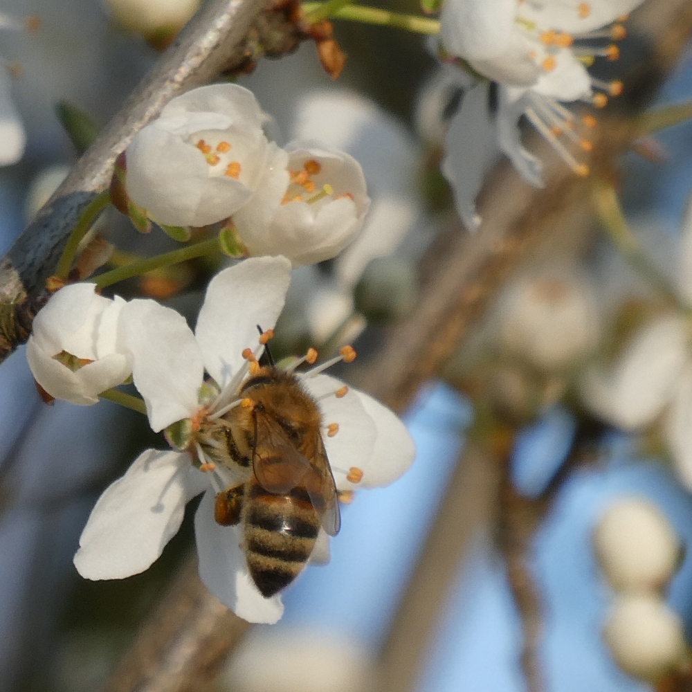 Biene in Obstbaumblüte Biene in Obstbaumblüte