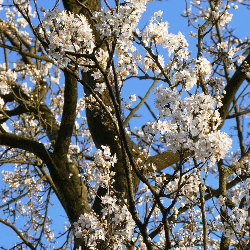 Zwetschenbaum in der Blüte Zwetschenbaum in der Blüte