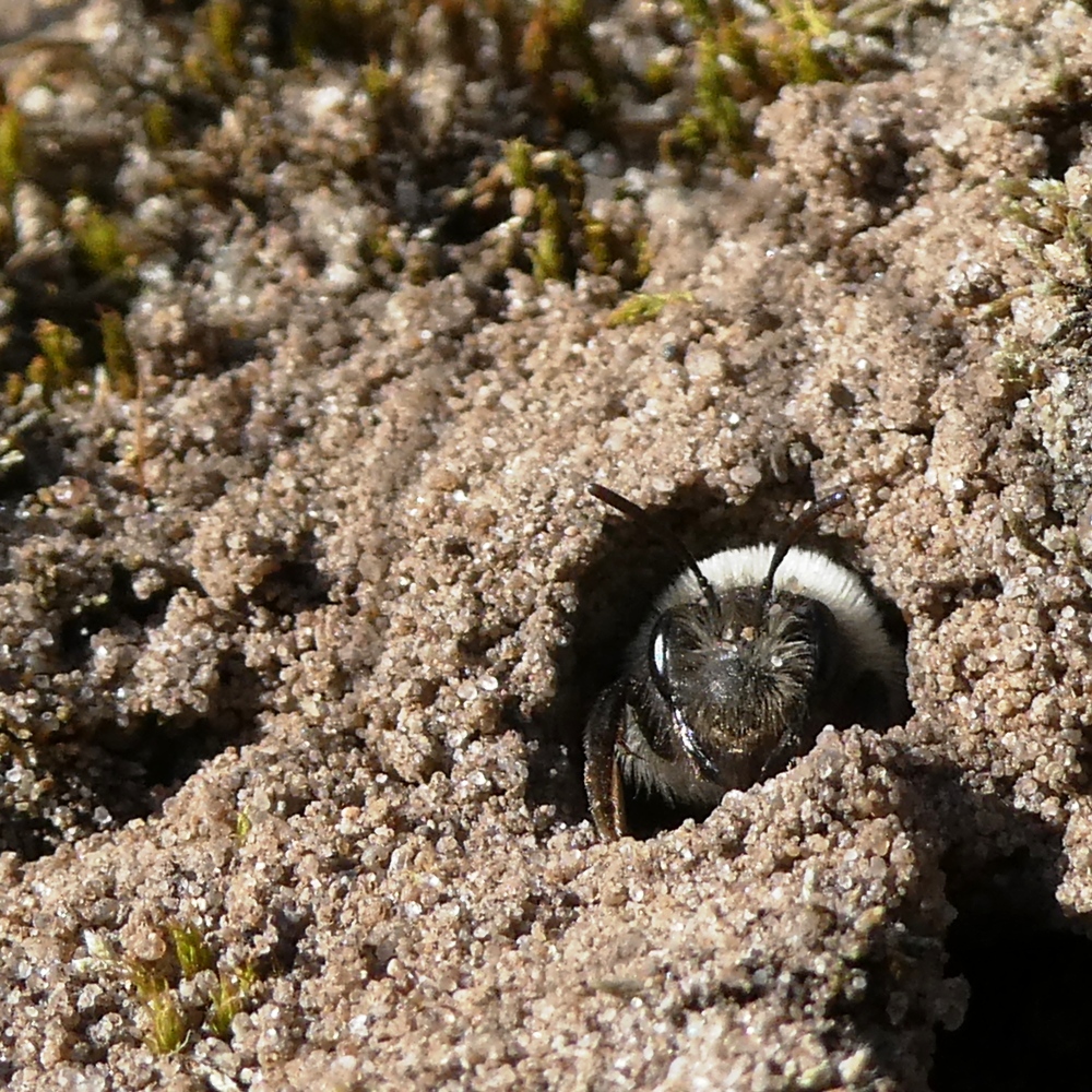 eine Sandbiene bewacht ihr Nest