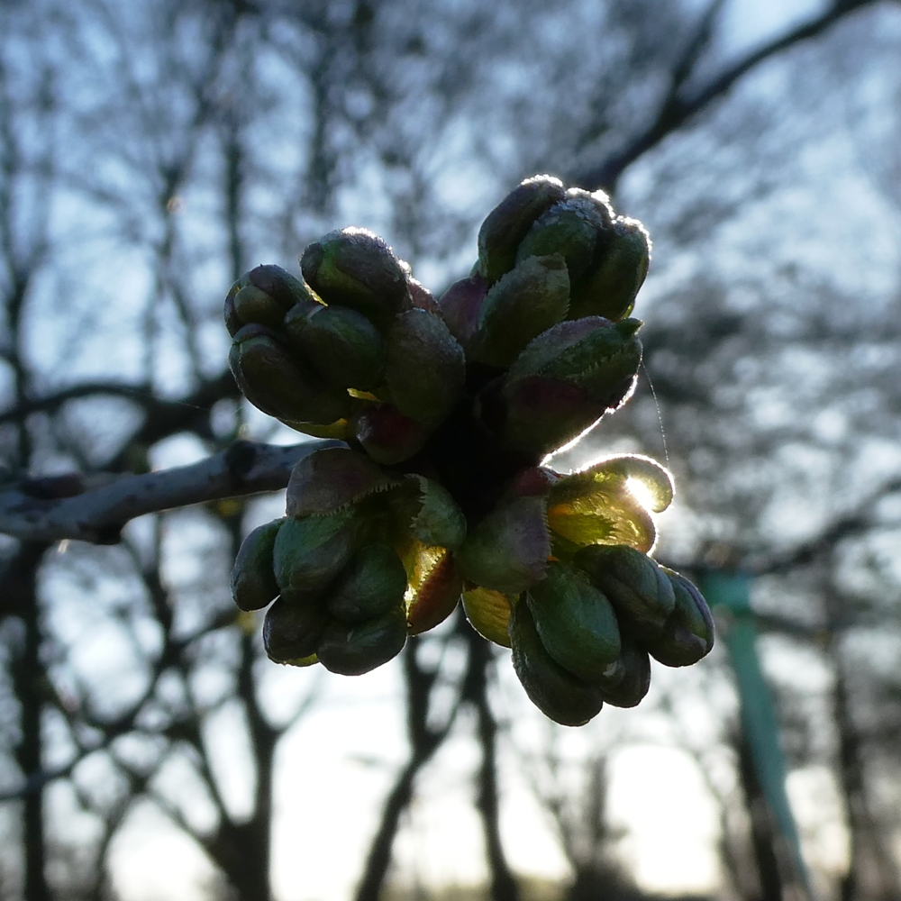 Obstbaumknospen Obstbaumknospen